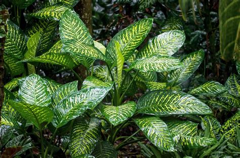 水 種 富貴 竹|如何種植富貴竹？簡易指南助你種出好竹 